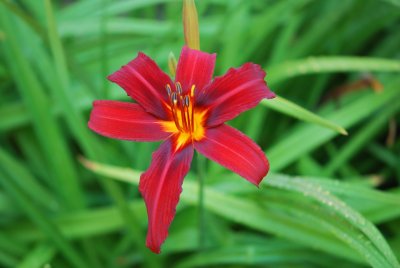 Hemerocallis hybr. - denivka - květ